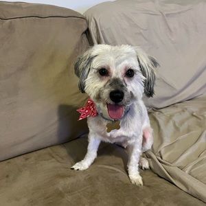 Meet my pup :) her name is Edi